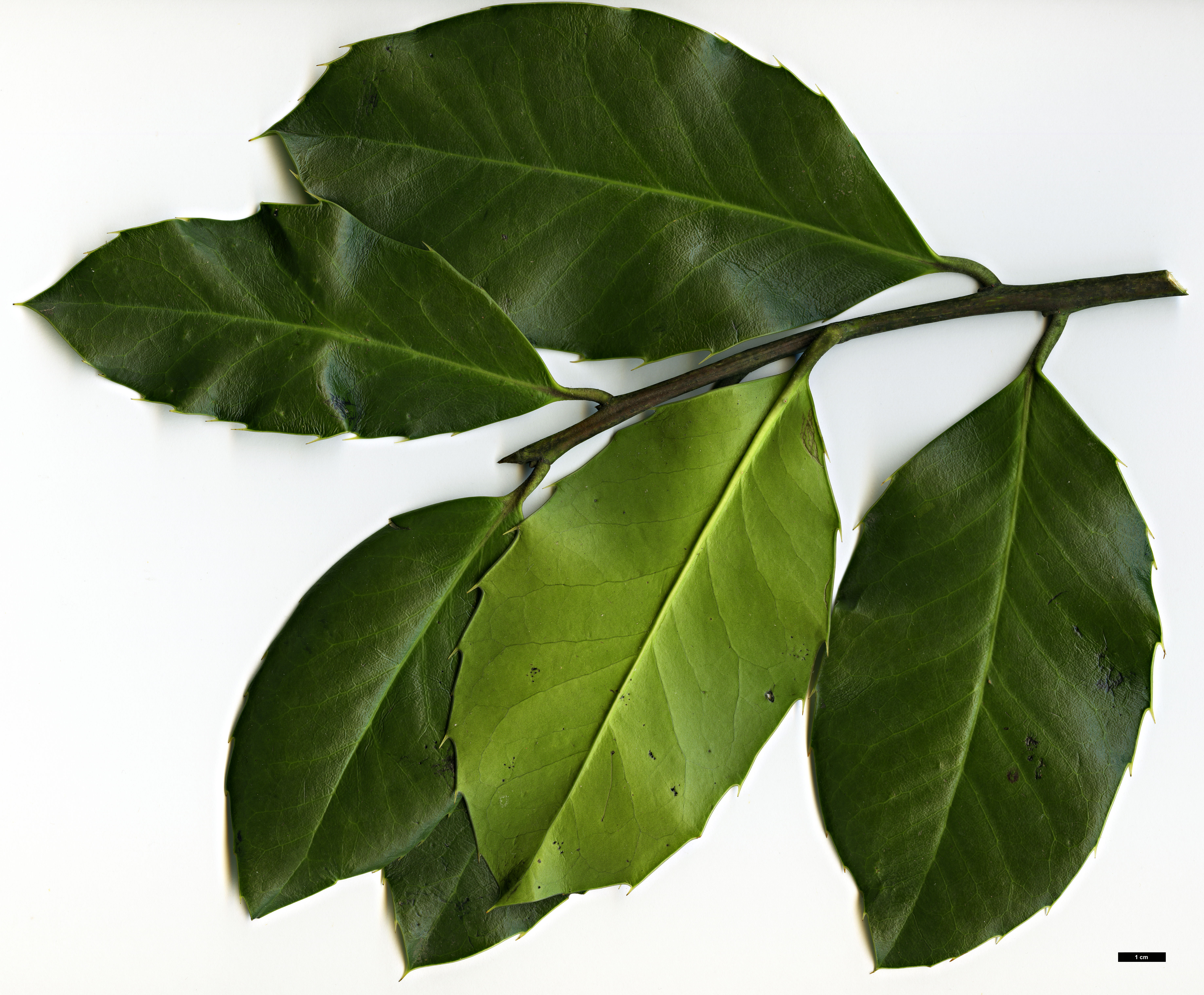 High resolution image: Family: Aquifoliaceae - Genus: Ilex - Taxon: perado - SpeciesSub: subsp. platyphylla